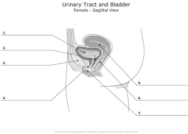 Urinary_Tract_and_Bladder Female_sagittal_View