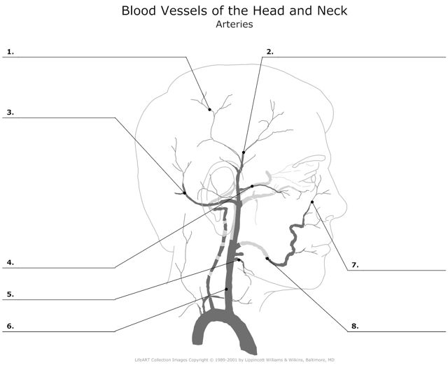 Arteries