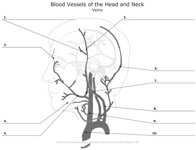 Veins