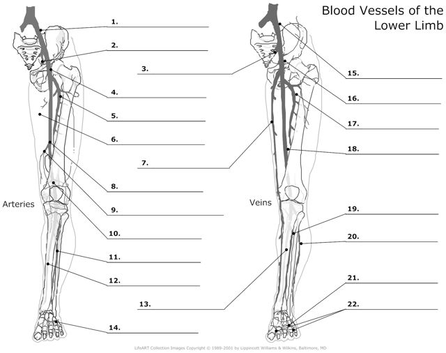 Blood_Vessels_of_the_Lower_Limb