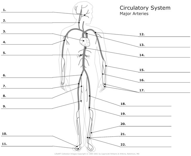 Major_Arteries
