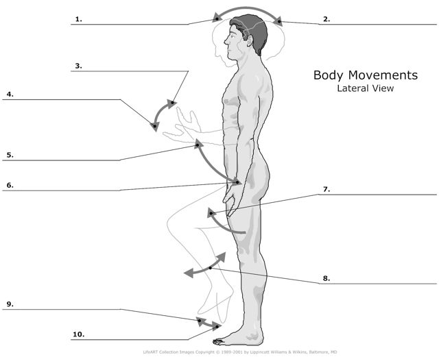 Body_Movements_Lateral-View