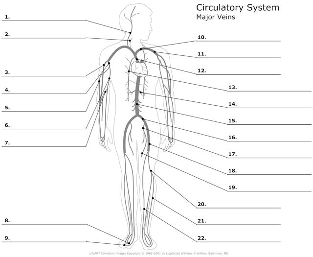 Major_Veins