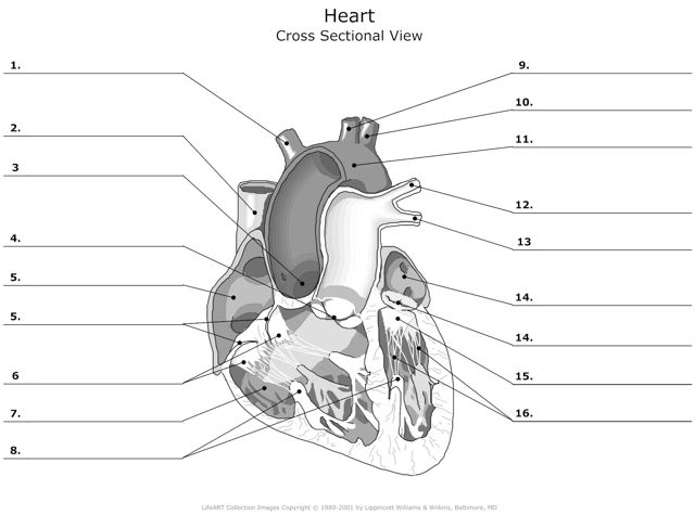 Heart_Cross_Sectional_View