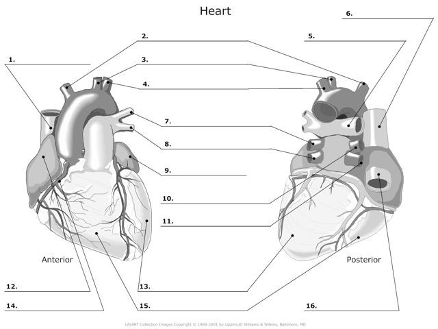 Heart