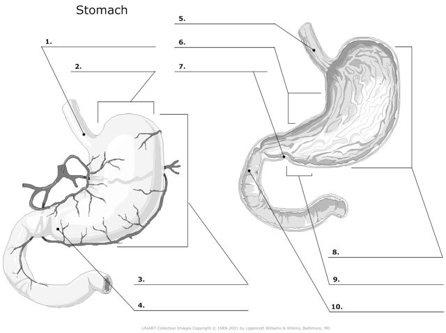 Stomach