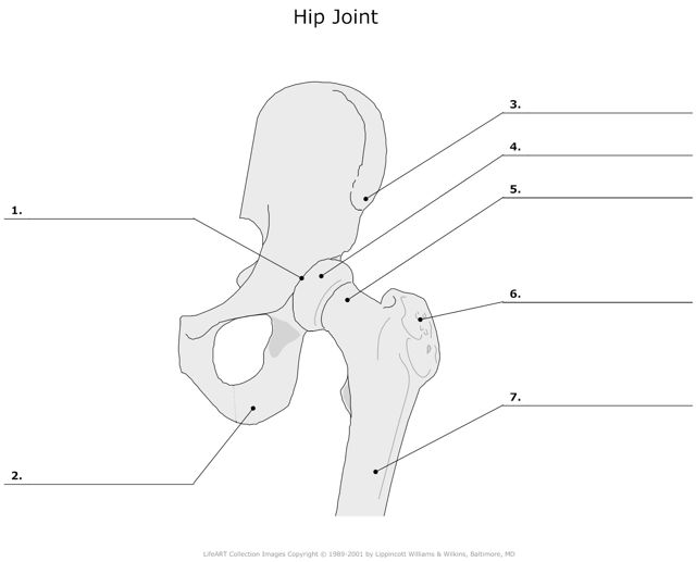 Hip_Joint