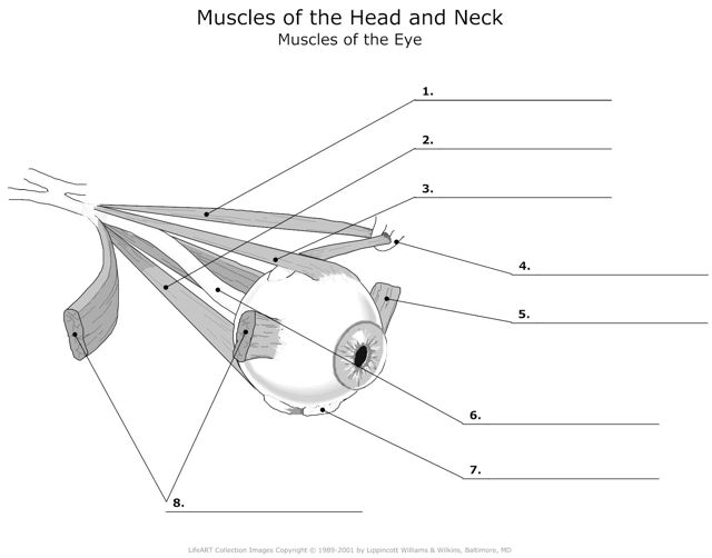 Muscles_of_the_Head_and_Neck Muscles_of_the_Eye