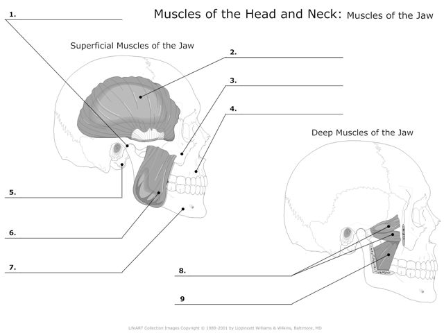 Muscles_of_the_Head_and_Neck Muscles_of_the_Jaw