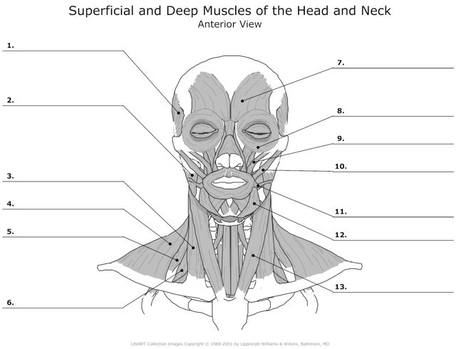 Superficial_and_Deep_Muscles_of_the_Head_and_Neck Anterior_View