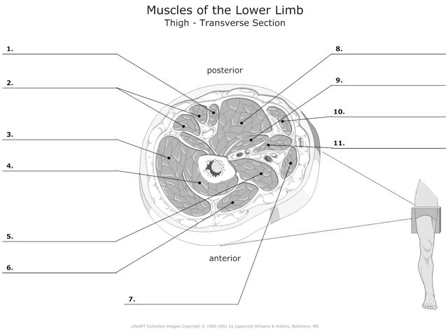 Muscels_of_the_Lower_Limb Thigh_Transverse_Section