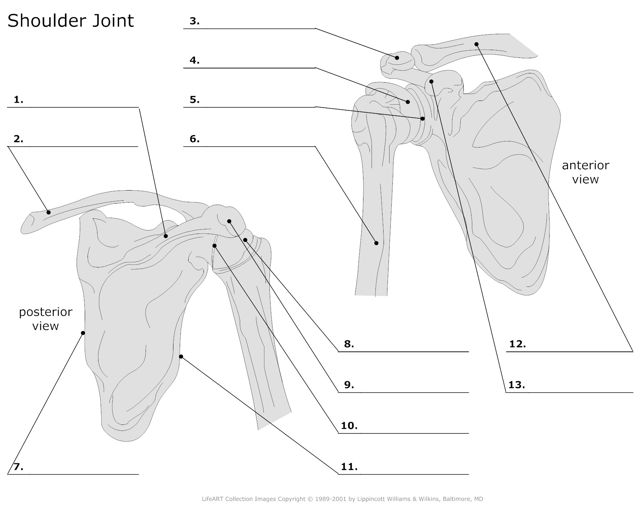 Schoulder_Joint