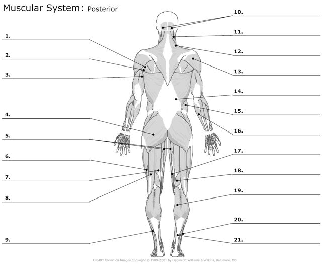 Muscular_System Posterior