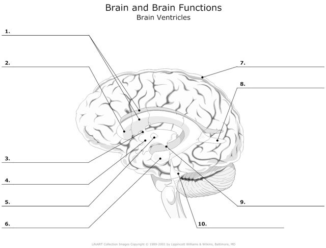 Brain_and_Brain_Functions Brain Ventricles