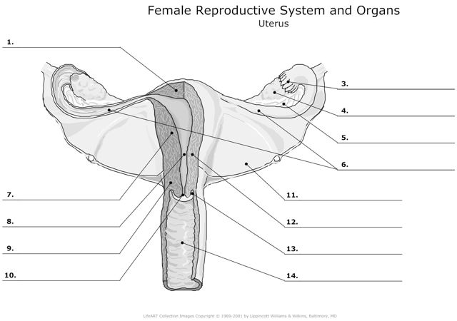 Female_Reproductive_System_and_Organs Uterus