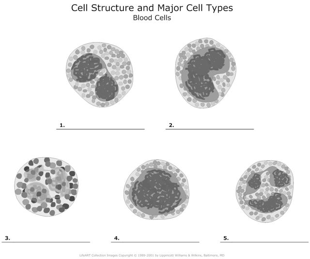 Blood_Cells