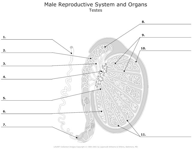 Male_Reproductive_System Testes
