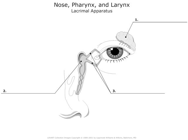 Nose_Pharynx_and_Larynx Lacrimal_Apparatus