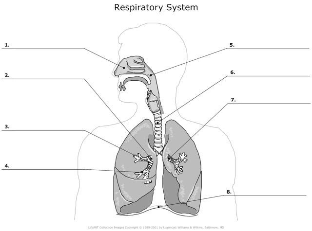 Respiratory_System