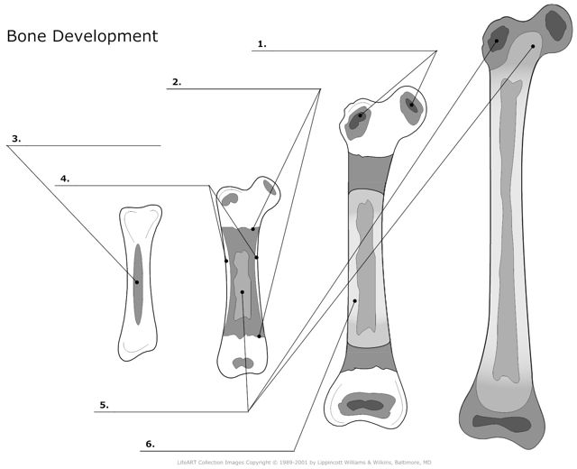 Bone_Developement