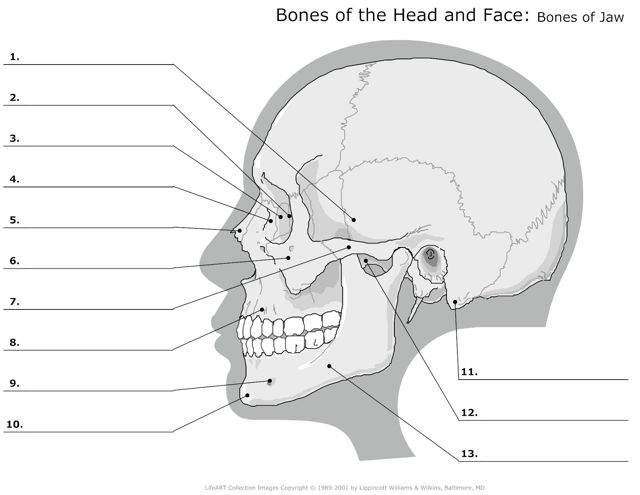 Bones_of_Head_and_Face Bones_of_Jaw
