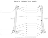 Bones_of_the_Upper_Limb Humerus