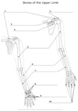 Bones_of_the_Upper_Limb