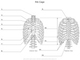 Rib_Cage