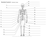Skeletal_System Anterior_View