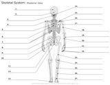 Skeletal_System Posterior_View
