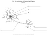 Neuron