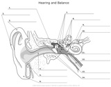 Hearing_and_Balance