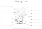 Integumentary_System Hair