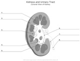 Kidneys_and_Urinary_Tract Coronal_View_of_Kidney