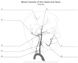 Arteries