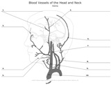 Veins
