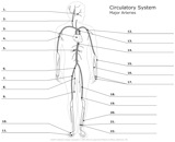 Major_Arteries