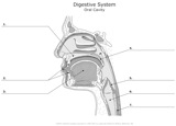 Digestive_System_Oral_Cavity