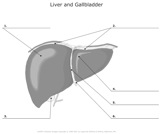 Liver_and_Gallbladder