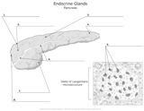 Endocrine_Glands_Pancreas