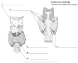 Endocrine_Glands_Thyroid_and_Parathyroid_Glands