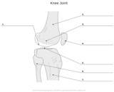 Knee_Joint