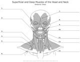 Superficial_and_Deep_Muscles_of_the_Head_and_Neck Anterior_View