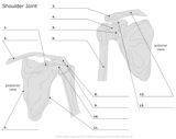Schoulder_Joint