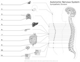 Autonomic_Nervous_Sysem Sympathetic Division