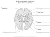 Brain_and_Brain_Functions Brain_Transverse_Section