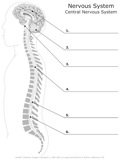 Nervous_System Central_Nervous_System