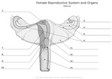 Female_Reproductive_System_and_Organs Uterus