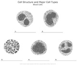 Blood_Cells