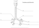Trachea_and_Bronchi